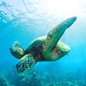Turtle Reef Snorkel Boat in Waikiki