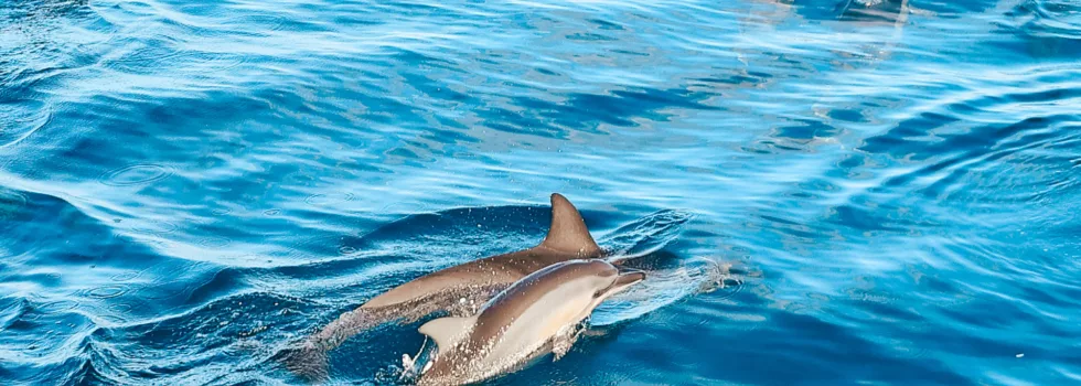 Dolphin sighting waianae