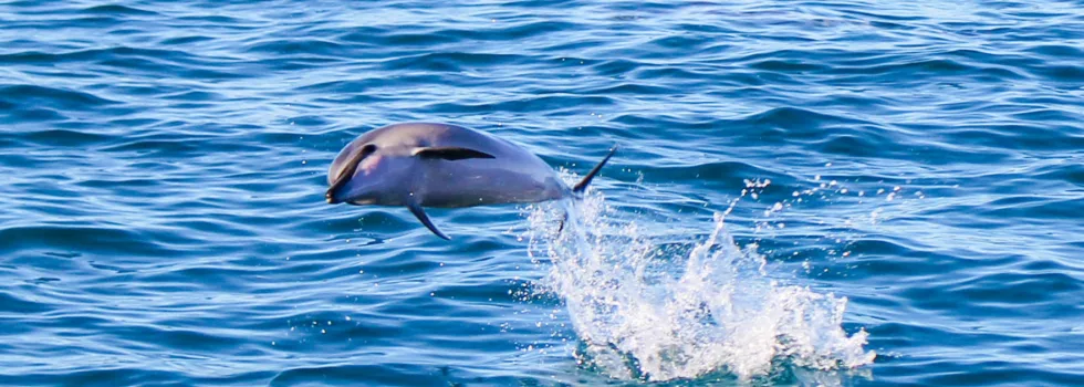 Dolphin splash waianae