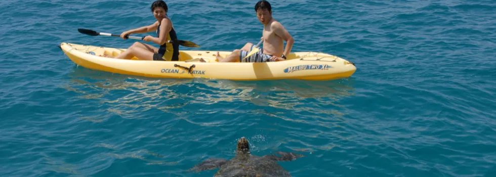 Kayak with turtles oahu