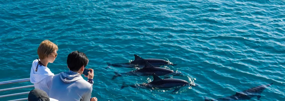 Dolphin watch boat waianae