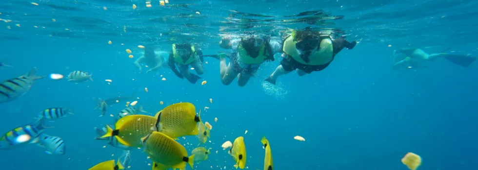 Coral reef waianae snorkel