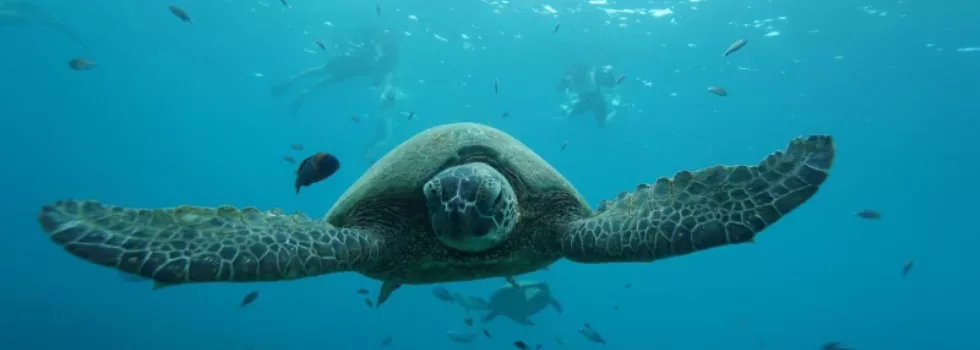Turtle view oahu