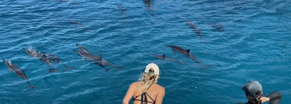 Dolphin view oahu