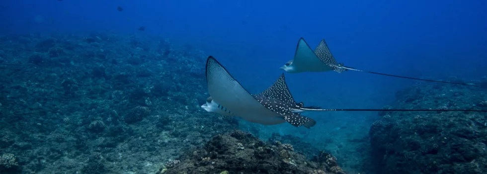 Spotted eagle ray waianae