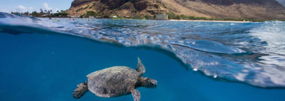 Turtle swim waianae