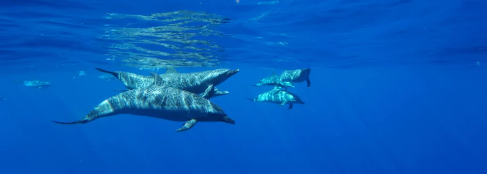 Dolphins under water swim oahu