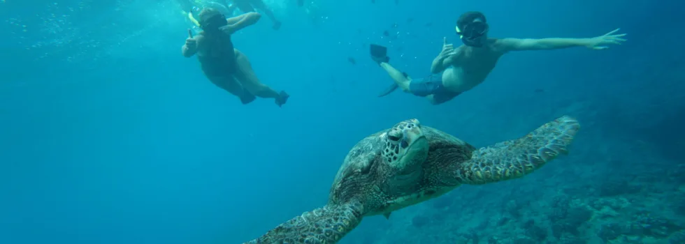 Turtle swim west oahu