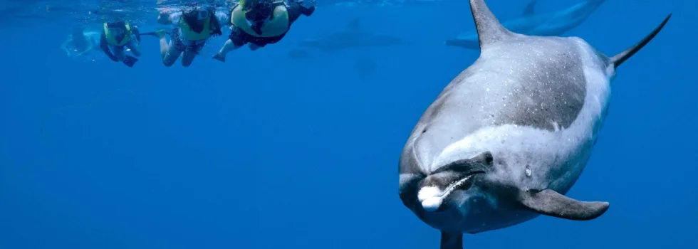 Dolphin with swimmers oahu