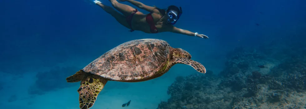 Snorkeling turtle waikiki