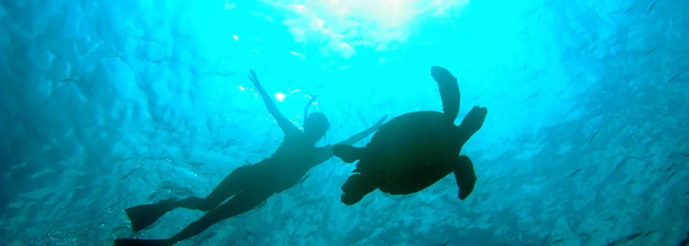 Turtle snorkel waikiki