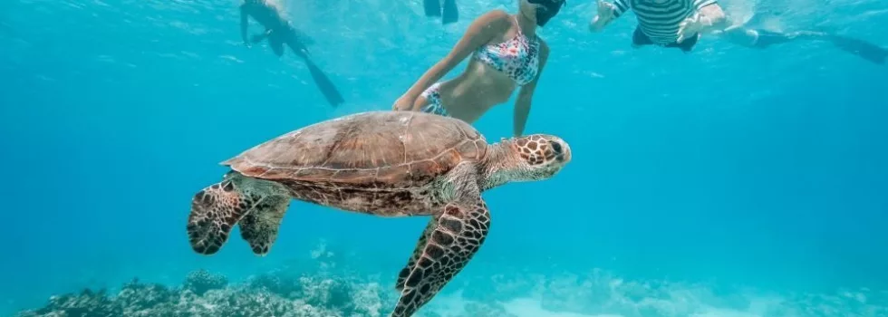 Swim alongside turtle waikiki