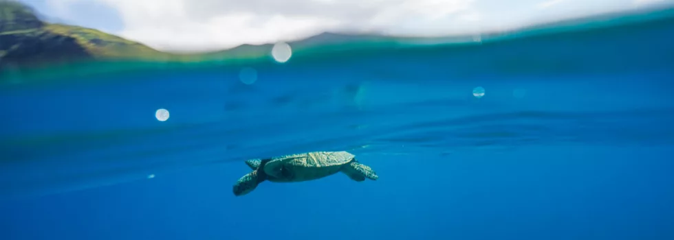 Snorkeling at turtle canyon