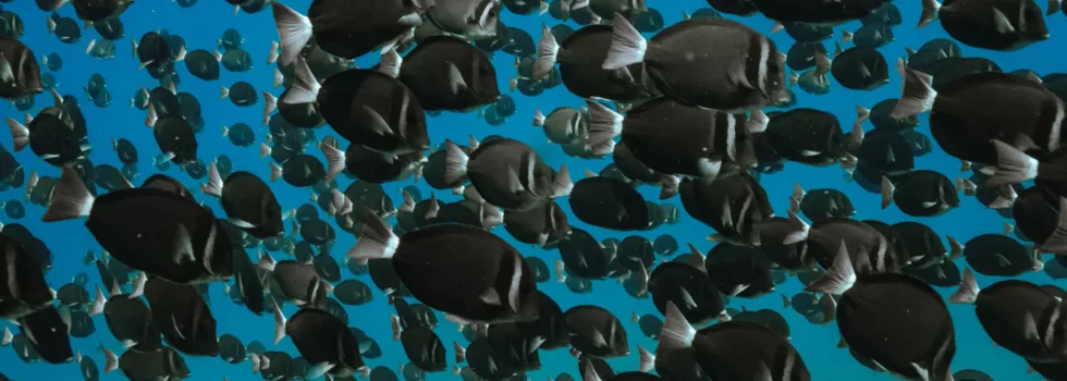 Trigger fish waikiki