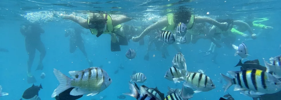 Snorkel with reef fish hawaii