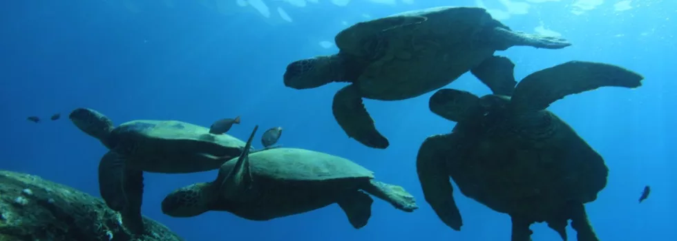 Turtle silloutte waikiki