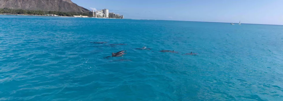 Diamond head waikiki dolphins