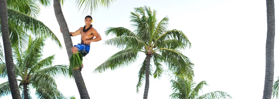 Coconut-tree-climbing