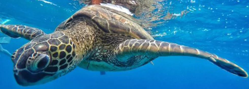 Best-snorkeling-tours-with-turtles-maui