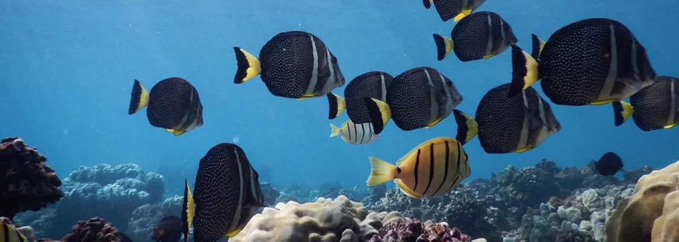 Snorkeling-near-kaanapali