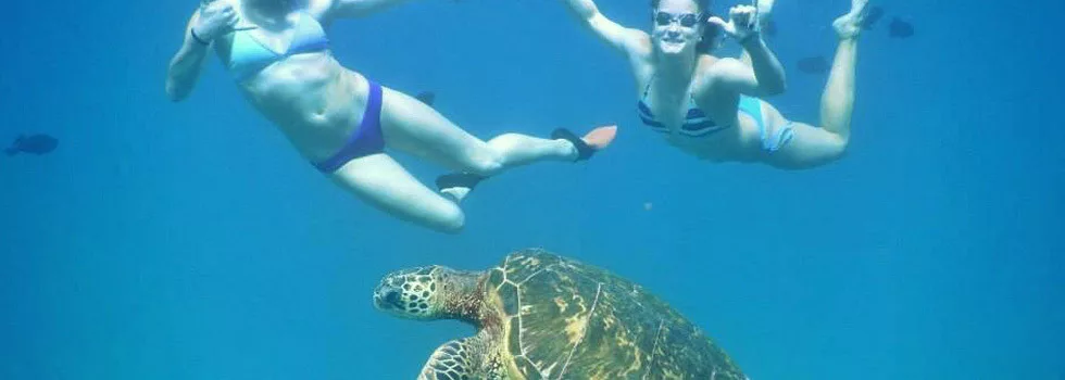 Where-to-swim-with-turtles-kaanapali-maui