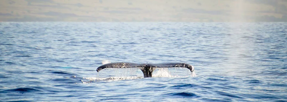 Fluke-tail-humpback-whale-maui