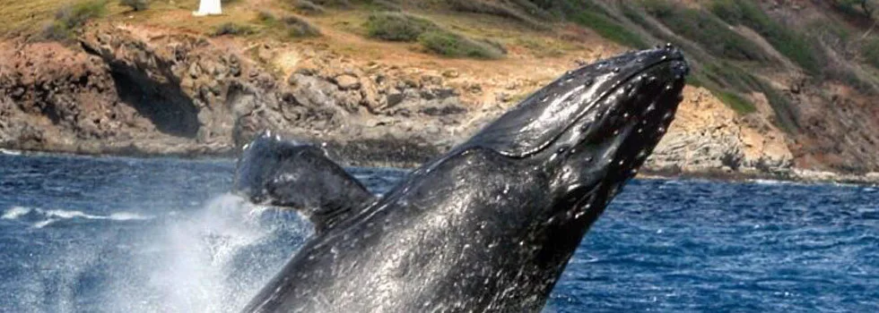 Whale-watching-charter-on-maui