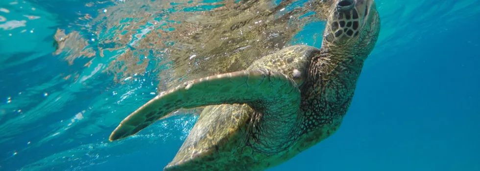 Snorkel Rental Kailua Bay