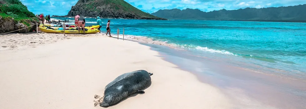 Monk seal moku nui