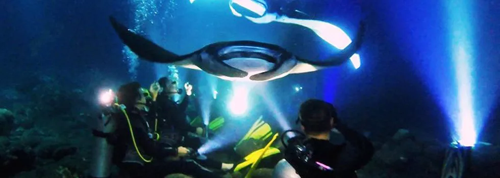 Manta-ray-night-scuba-kona