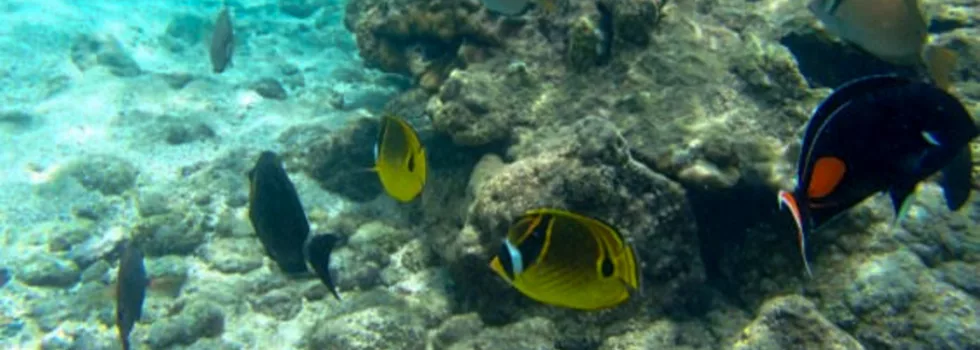 Hanauma bay shuttle tour