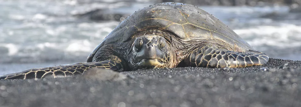 Black-sand-beach-big-island-turtles