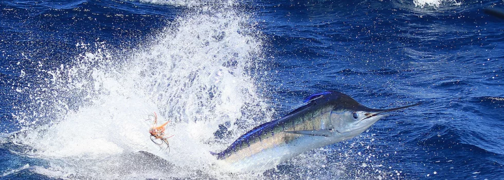 Marlin fishing kauai