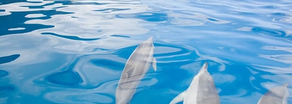 Na pali dolphin tour