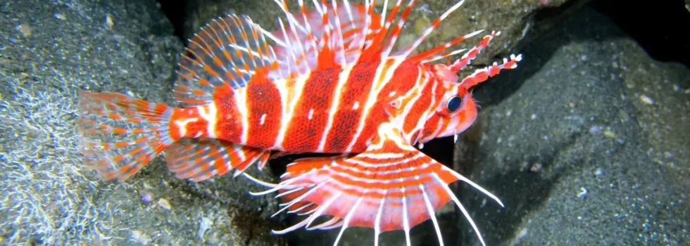 Best scuba dive kauai