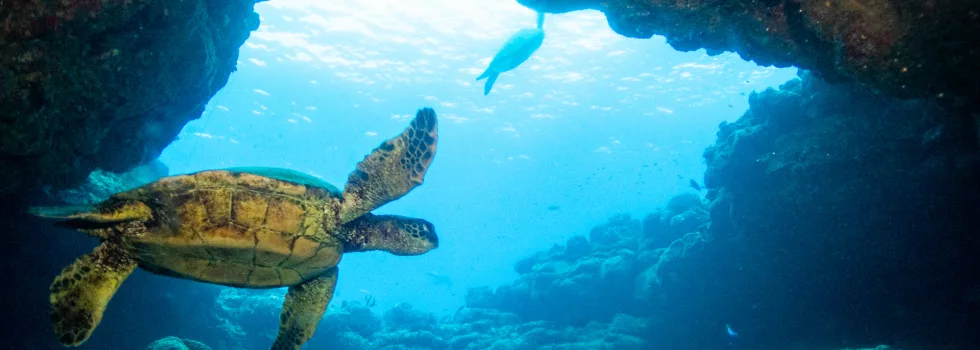 Discover scuba dive kauai