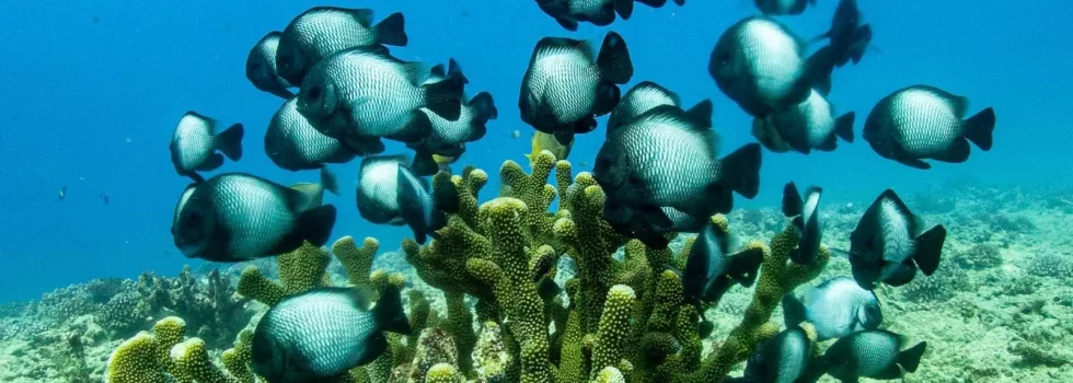 Learn to scuba coral kauai
