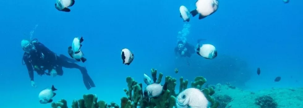 Learn to scuba koloa