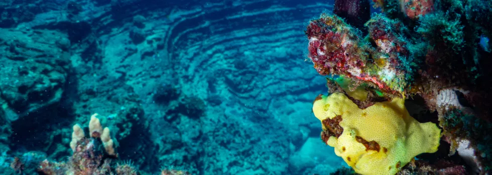 Scuba coral reef kauai