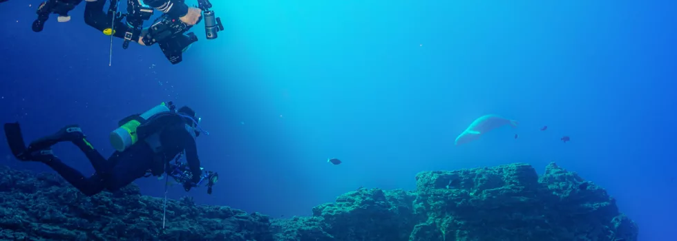 Scuba dive monk seals kauai