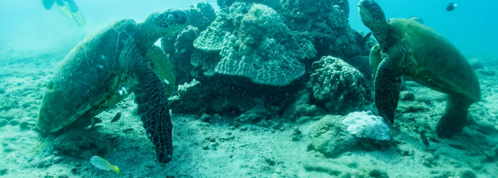 Scuba diving kauai turtles