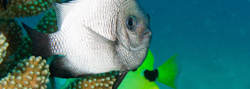 Scuba tropical fish kauai