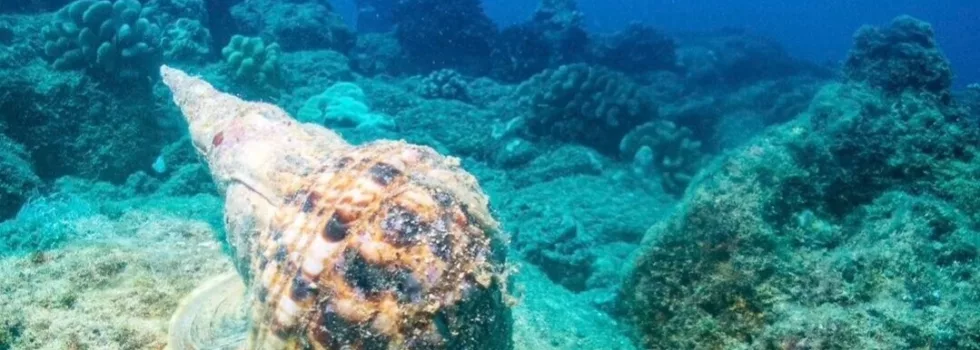 Scuba with helmet crab kauai
