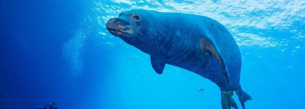 Scuba with monk seal kauai