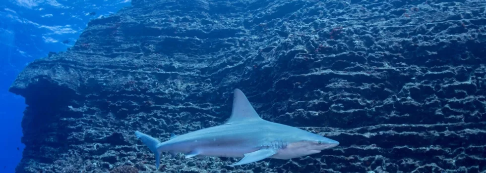 Scuba with sharks kauai