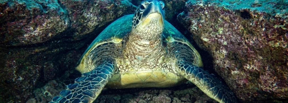 Scuba with turtle kauai