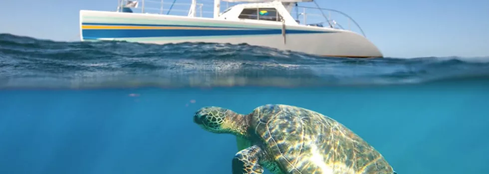 Snorkeling with turtles kauai