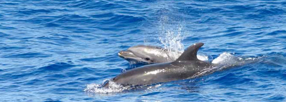 Napali dolphin cruise