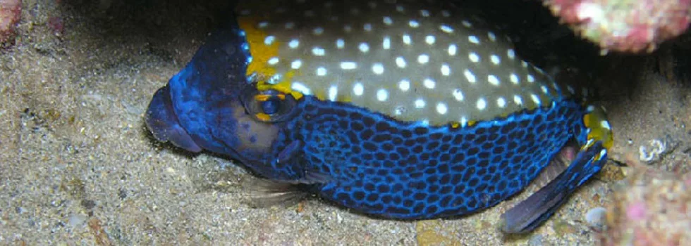 Boxfish kauai