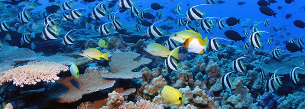 Kauai diving coralfish